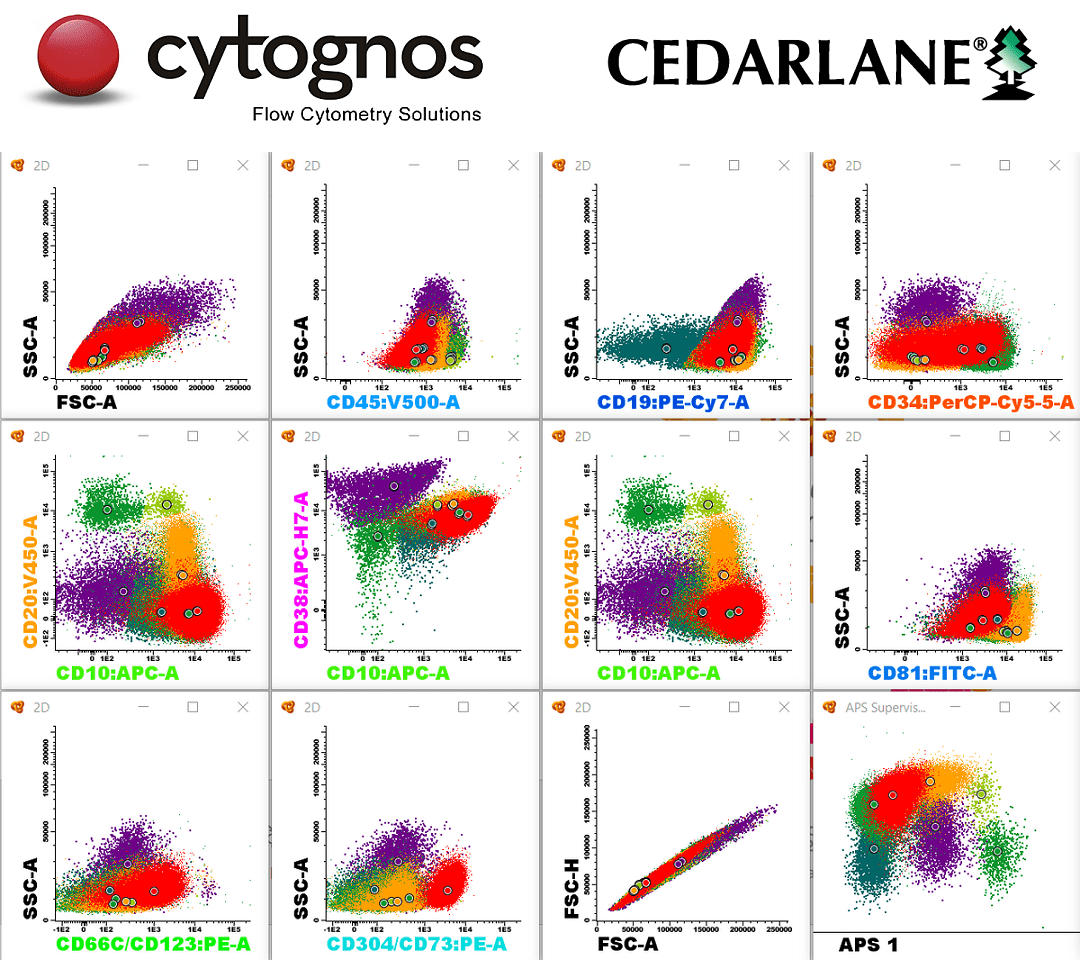 Virtual Lunch And Learn With Cedarlane And Cytognos - Monitoring B Cell ...