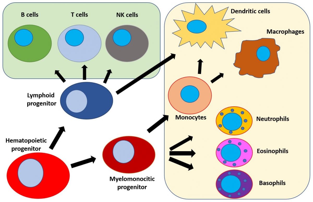 Immune Monitoring – Cytognos, S.L.