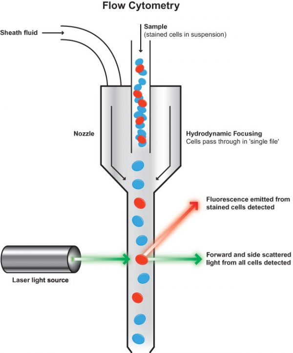 What is flow cytometry? – Cytognos, S.L.